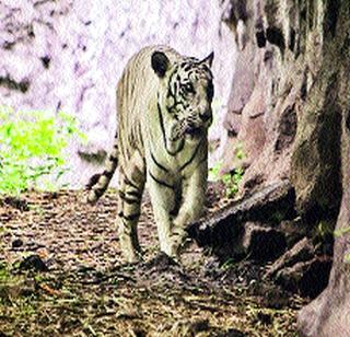 'White' tiger 'Kaif' dies in Rajiv Gandhi zoos | राजीव गांधी प्राणिसंग्रहालयातील पांढरा वाघ ‘कैफ’चे निधन 'White' tiger 'Kaif' dies in Rajiv Gandhi zoos | राजीव गांधी प्राणिसंग्रहालयातील पांढरा वाघ ‘कैफ’चे निधन
