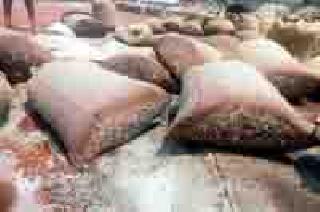 Thousands of quintals came in different modes | हजारो क्विंटल तुरीला आली मोड Thousands of quintals came in different modes | हजारो क्विंटल तुरीला आली मोड