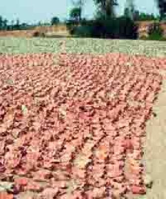 Rs 18 crores royalties | तेंदूपत्त्यातून १८ कोटींची रॉयल्टी