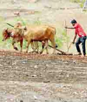 Sowing begins with the rains | मृगाच्या पावसाने पेरणी सुरू