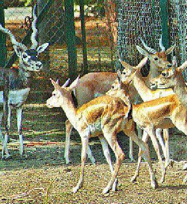 Black hole hunting hunter | काळविटाची शिकार करणाऱ्यास कोठडी