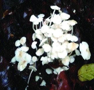 Donation to Matheran's Strangers | माथेरानची अळंबी खाद्यप्रेमींना देणगी Donation to Matheran's Strangers | माथेरानची अळंबी खाद्यप्रेमींना देणगी