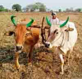 29, 597, the hope of debt forgiveness for the farmers | २९,५९७ शेतकऱ्यांना कर्जमाफीची आशा 29, 597, the hope of debt forgiveness for the farmers | २९,५९७ शेतकऱ्यांना कर्जमाफीची आशा