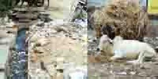 Bag environmentally fatal | पिशव्या पर्यावरणास घातक Bag environmentally fatal | पिशव्या पर्यावरणास घातक