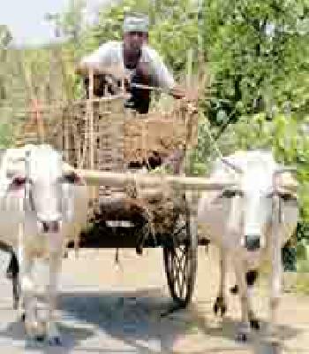 Anybody waiting for somebody's work, waiting for somebody's rain | कुणाला कामाची लगबग तर कुणाला पावसाची प्रतीक्षा