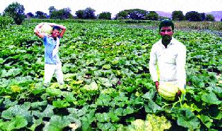 Sugar drink poison pump! | साखरेच्या शिवाराला भोपळ्याचा लळा! Sugar drink poison pump! | साखरेच्या शिवाराला भोपळ्याचा लळा!