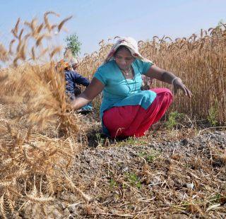 Peak Coverage for Farmers Only 4% | शेतक-यांना फक्त 4 टक्के दराने मिळणार पीककर्ज Peak Coverage for Farmers Only 4% | शेतक-यांना फक्त 4 टक्के दराने मिळणार पीककर्ज