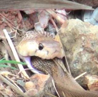 VIDEO: Awesome! Naga did the other alive Naga | VIDEO: अजब ! नागाने दुस-या जिवंत नागाला केलं फस्त