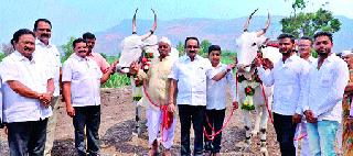 Mauli's charioteer will pull the burden of conspiracy | बावधानची बैलजोडी ओढणार माउलींचा रथ Mauli's charioteer will pull the burden of conspiracy | बावधानची बैलजोडी ओढणार माउलींचा रथ