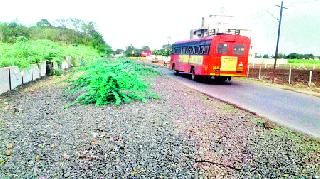 Gone on the path of Palkhi! | पालखी मार्गावर उगवल्या बाभळी! Gone on the path of Palkhi! | पालखी मार्गावर उगवल्या बाभळी!