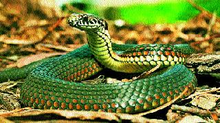 No provision for compensation in the Wildlife Act | वन्यजीव कायद्यात नाही नुकसानभरपाईची तरतूद