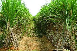 One offense ... hanging others | गुन्हा एकाचा... फाशी दुसऱ्याला One offense ... hanging others | गुन्हा एकाचा... फाशी दुसऱ्याला