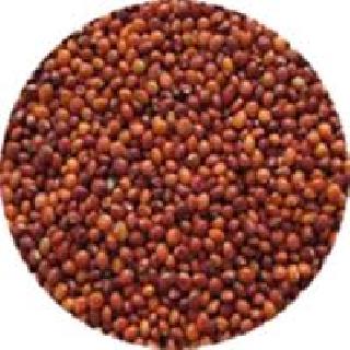 Wasim jumped cooked! | वाशिममध्ये शिजल्या तुरीच्या घुगऱ्या!