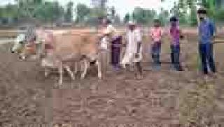 Officials arrive at the farm block: | अधिकारी पोहोचले शेताच्या बांधावर : Officials arrive at the farm block: | अधिकारी पोहोचले शेताच्या बांधावर :