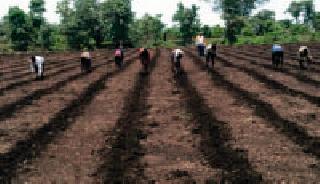 Due to sowing of Kharif due to rain failure | पावसाअभावी खरीप पेरण्या धोक्यात Due to sowing of Kharif due to rain failure | पावसाअभावी खरीप पेरण्या धोक्यात