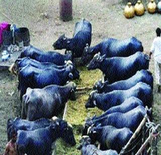 25 thousand rupees per month without getting buffaloes | म्हशी न पाळताही मिळवितात दरमहा २५ हजार रुपये