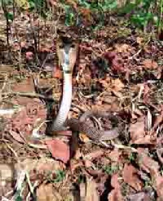 Salvation alive: | सापाला जीवदान :