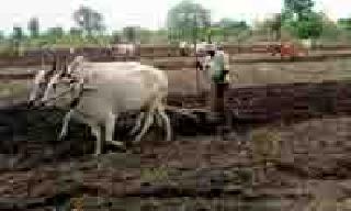 Long time for diving: | डवरणासाठी लगबग : Long time for diving: | डवरणासाठी लगबग :