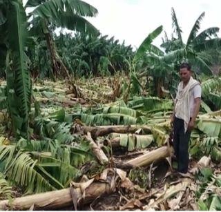 VIDEO: Kale Bagha Bhayipat with windy rain | VIDEO : वादळी पावसाने केळी बागा भुईसपाट