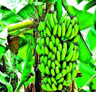 Lack of processing industries | प्रक्रिया उद्योगांची भासतेय उणीव Lack of processing industries | प्रक्रिया उद्योगांची भासतेय उणीव