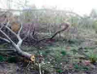 The most common carpet of trees in Ropavan and forest areas | रोपवन व वनविभागातील वृक्षांची सर्रास कत्तल The most common carpet of trees in Ropavan and forest areas | रोपवन व वनविभागातील वृक्षांची सर्रास कत्तल