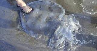 Sensation caused by dead fish in fever | करंबवणेत मृत मासे आढळल्याने खळबळ Sensation caused by dead fish in fever | करंबवणेत मृत मासे आढळल्याने खळबळ