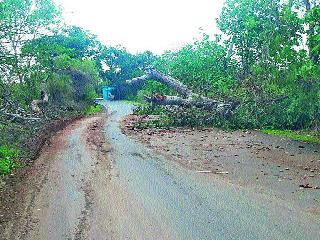 Walking on the road in the street, the journey of life for the sake of livelihood | रस्त्यात वटवृक्ष पडल्याने जीव मुठीत धरून प्रवास Walking on the road in the street, the journey of life for the sake of livelihood | रस्त्यात वटवृक्ष पडल्याने जीव मुठीत धरून प्रवास