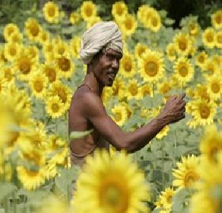 Ganjoti village self-sufficient in case of seeds | बियाणांच्या बाबतीत गुंजोटी गाव स्वयंपूर्ण