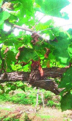 Grape damage due to air pollution of companies | कंपन्यांच्या वायुप्रदूषणामुळे द्राक्षबागांचे नुकसान