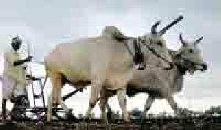 Deer drops dry sown | मृग कोरडा पेरण्या थबकल्या