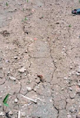 Farmers anxious with rain rush | पावसाच्या दडीने शेतकरी चिंतातूर