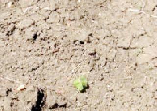 Due to the sowing of the farmers | शेतकऱ्यांवर दुबार पेरणीचे सावट