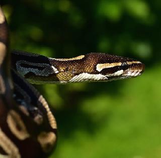 Surrounded by life threatening the fire | जीव धोक्यात घालून अजगराला वाचविले Surrounded by life threatening the fire | जीव धोक्यात घालून अजगराला वाचविले