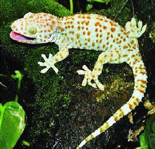 It increases the virility, price 40 million | ही पाल वाढविते पौरुषत्व, किंमत ४० लाख It increases the virility, price 40 million | ही पाल वाढविते पौरुषत्व, किंमत ४० लाख