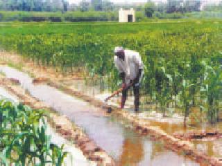 For the first time in the country, directly on agriculture, | देशात पहिल्यांदाच कृषिदिन थेट बांधावर For the first time in the country, directly on agriculture, | देशात पहिल्यांदाच कृषिदिन थेट बांधावर