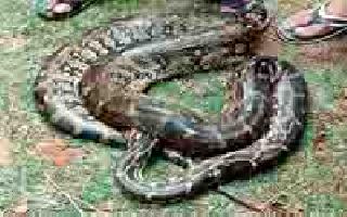 9-foot python found without finding it | बिनाखीत आढळला ९ फुटांचा अजगर 9-foot python found without finding it | बिनाखीत आढळला ९ फुटांचा अजगर