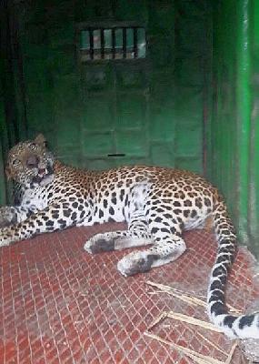 Leopard in Tarukhedale village: Dipad taluka | तारुखेडले गावात बिबट्या जेरबंद : निफाड तालुका