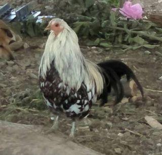 Let's see. The chicken's chicken | सांगा पाहू..कोंबडा की कोंबडी