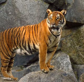 Proposal to kill Waghala | वाघाला ठार करण्याचा प्रस्ताव