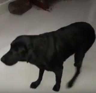 VIDEO - Do not eat other hands "diamond" | VIDEO- दुस-यांच्या हातचे जेवणही घेत नाही "हिरा" VIDEO - Do not eat other hands "diamond" | VIDEO- दुस-यांच्या हातचे जेवणही घेत नाही "हिरा"