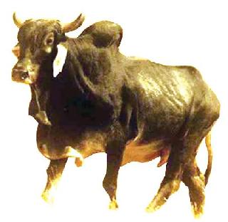 Popular Bull Exits in Maharashtra | महाराष्ट्रातील लोकप्रिय वळूची एक्झिट Popular Bull Exits in Maharashtra | महाराष्ट्रातील लोकप्रिय वळूची एक्झिट