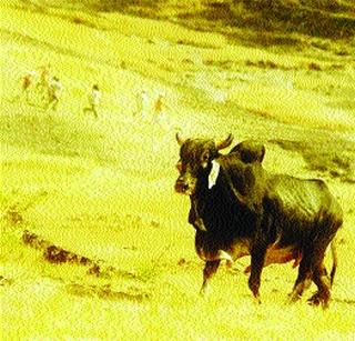 Death of 'duck' | ‘डुरक्या’चा मृत्यू Death of 'duck' | ‘डुरक्या’चा मृत्यू