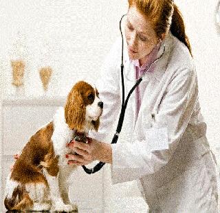 Veterinary field opportunities | पशुवैद्यकीय क्षेत्रातील संधी Veterinary field opportunities | पशुवैद्यकीय क्षेत्रातील संधी