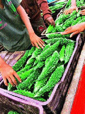 Wani area costs Rs 35! | वणी परिसरात कारले ३५ रुपये किलो !