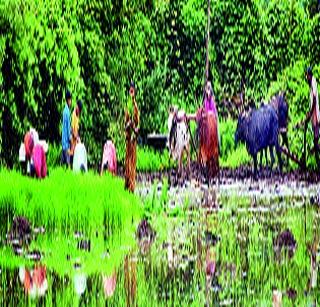 Sowing over 18% area across the state | राज्यभरात १८ टक्के क्षेत्रावर पेरणी Sowing over 18% area across the state | राज्यभरात १८ टक्के क्षेत्रावर पेरणी