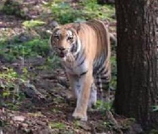 Waghini's death in Goa dies | गोव्यात वाघिणीचा वृध्दापकाळाने मृत्यू Waghini's death in Goa dies | गोव्यात वाघिणीचा वृध्दापकाळाने मृत्यू