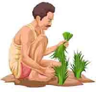 Change the crop pattern according to weather | हवामानानुसार पीक पद्धती बदला Change the crop pattern according to weather | हवामानानुसार पीक पद्धती बदला