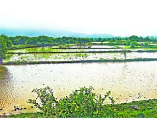 Rainfall on the third day in Igatpuri taluka | इगतपुरी तालुक्यात सलग तिसऱ्या दिवशी पाऊस