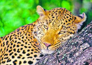 A leopard; The second died | एक बिबट्या जेरबंद; दुसरा मृत्यूमुखी