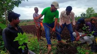 Youth came to planting the seedlings! | रोपांच्या लागवडीसाठी युवक सरसावले! Youth came to planting the seedlings! | रोपांच्या लागवडीसाठी युवक सरसावले!